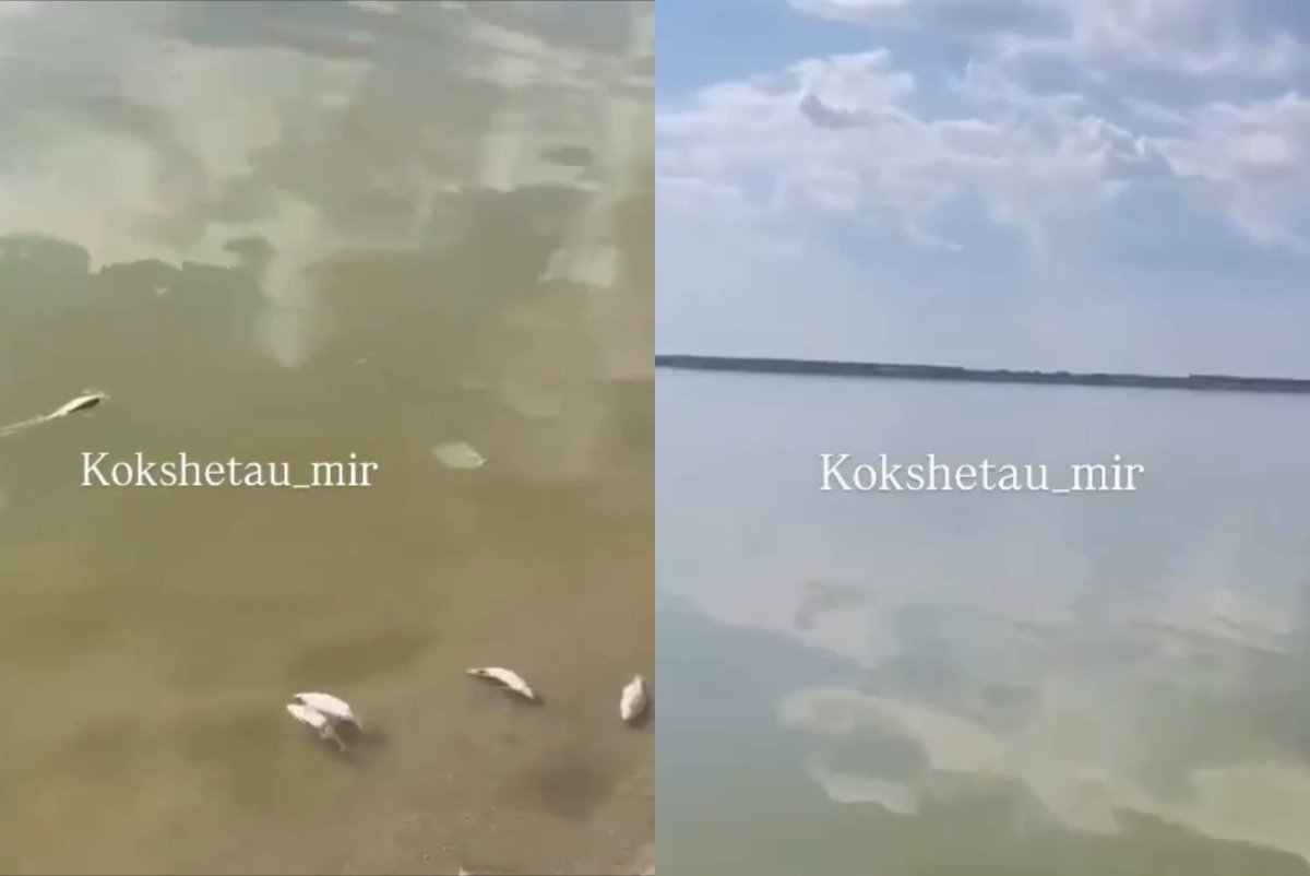 Коллаж: Sn.kz