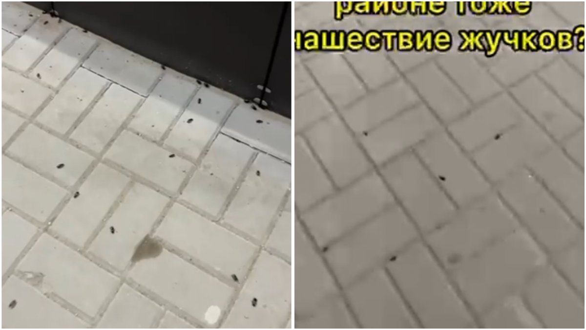 Фото: видео скриншот