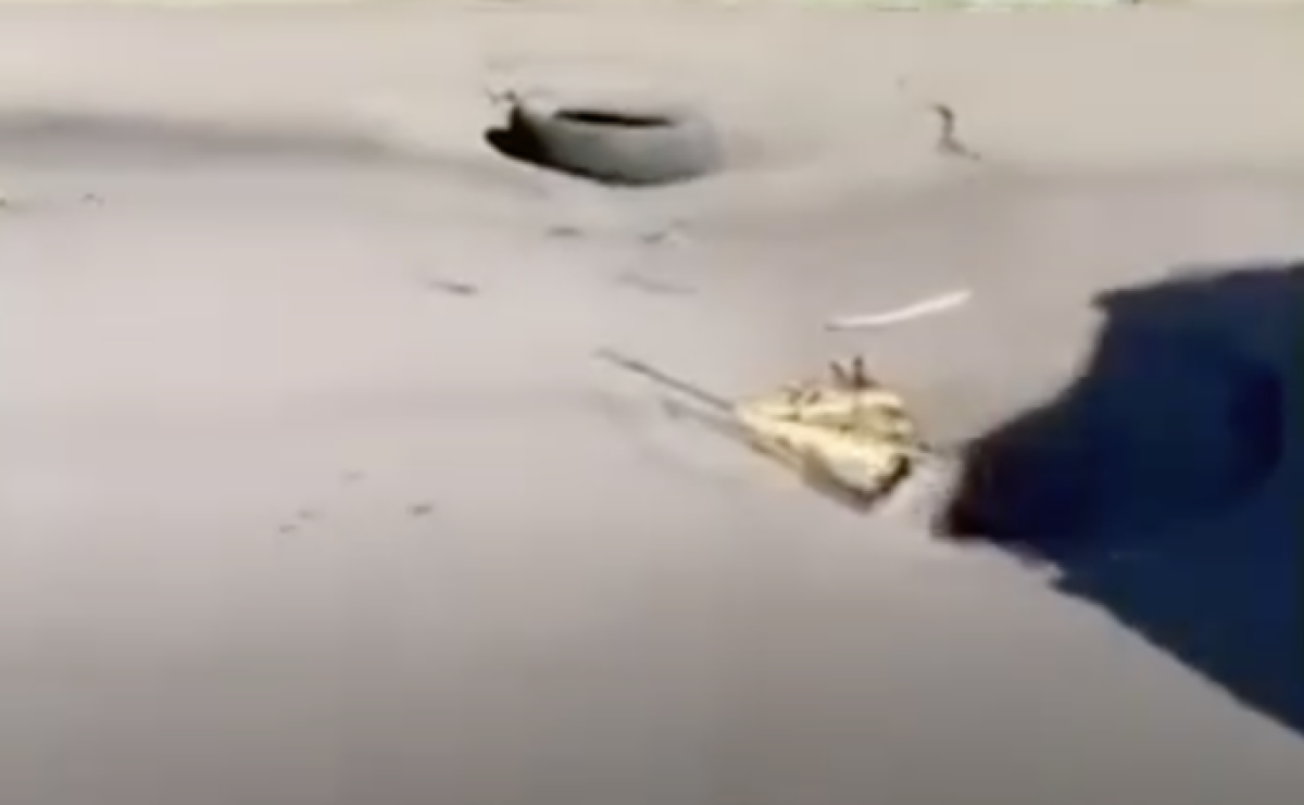 Фото: видео скриншот