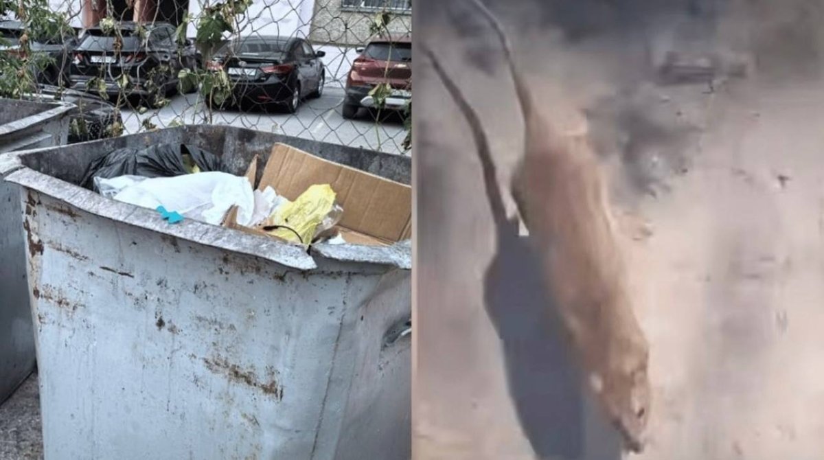 Фото: Видео скриншот