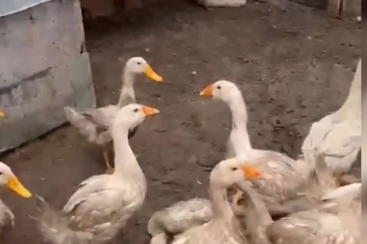 Фото: Видео скриншот