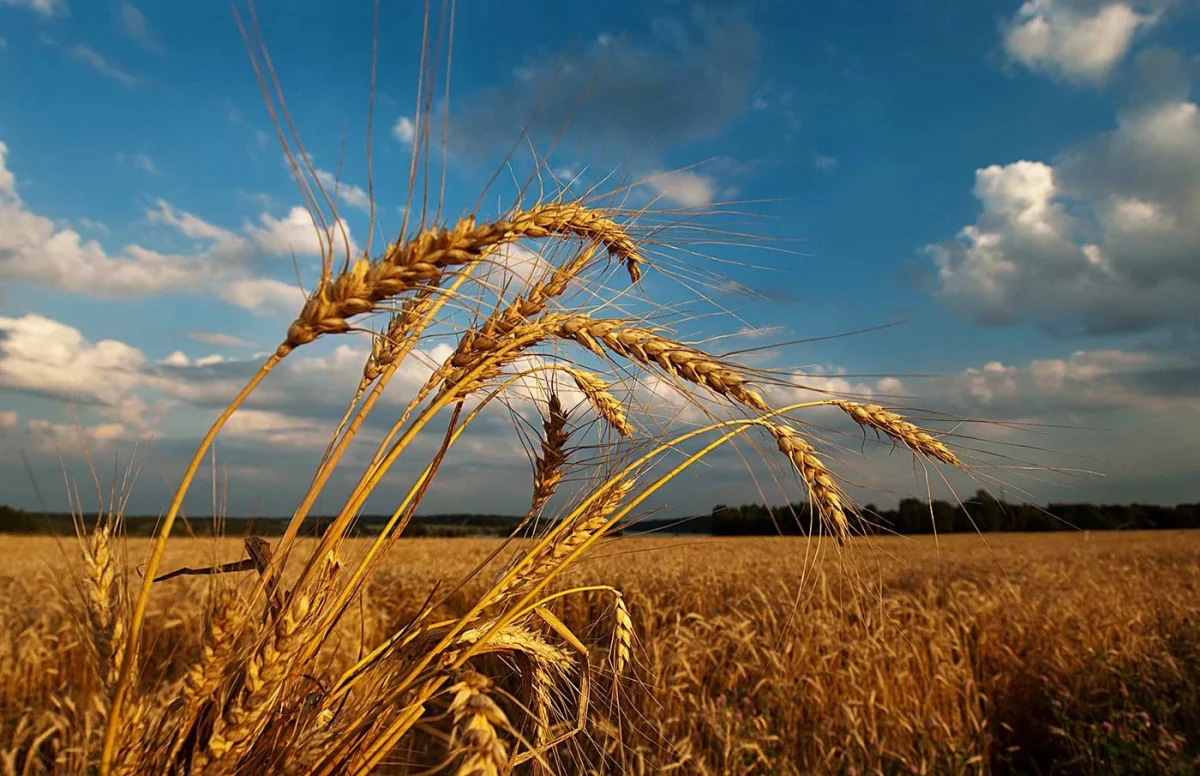 Фото: agrostroy.com