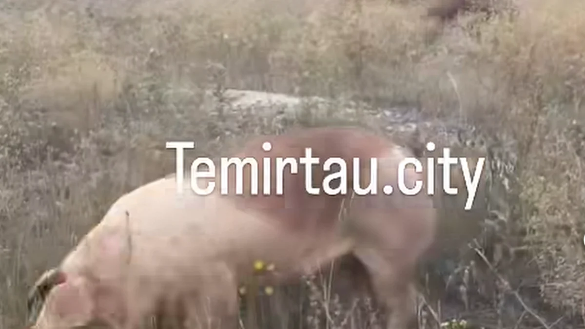 Фото: видео скриншот
