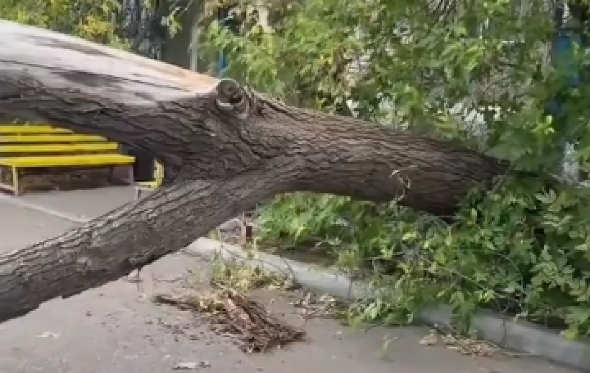 Фото: Видео скриншот