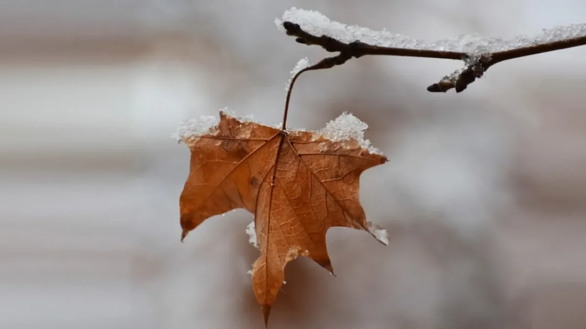 Фото: dknews.kz