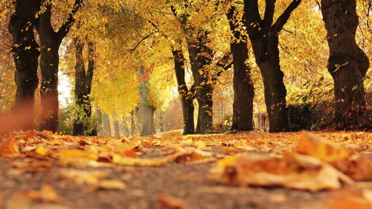 Фото: pixabay