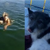 Өскеменде итті құтқару үшін мұздай суға түскен жігіт жұртты тәнті етті (ВИДЕО)